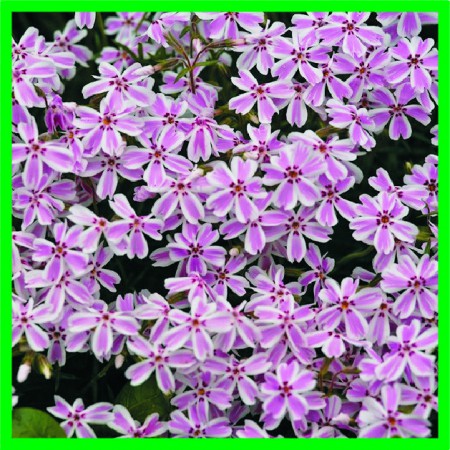 Phlox subulata "Candy Stripes" - flox šidlovitý